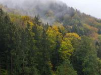 Laubbäume im Nadelwald beginnen sich zu verfärben